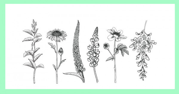 Dégustation de fleurs Visio