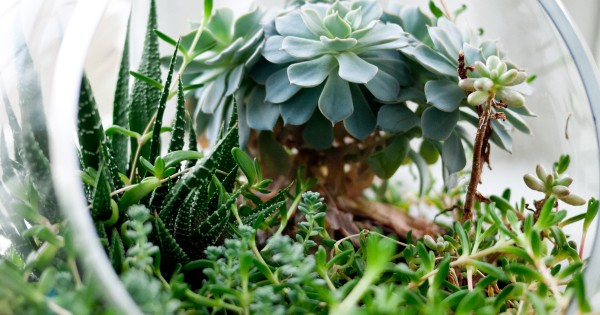 Green It Yourself : Terrarium